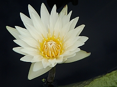 279 Longwood Gardens [2008 August 23]